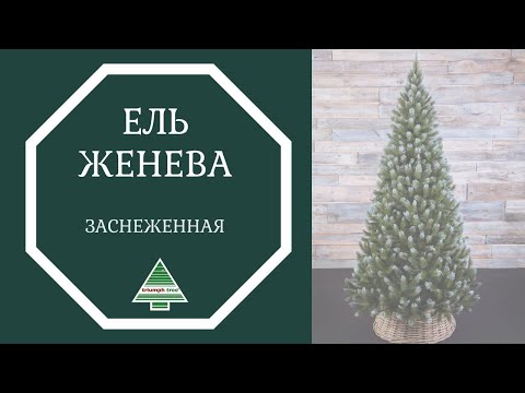 Триумф ель Женева 215 см заснеженная - Видео 1