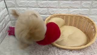 ハーフ犬の動画02