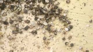 Bienenkrankheit Kalkbrut
