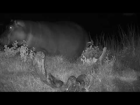 Djuma: Hippo and Genet see eye to eye about things - 02:33 - 01/22/21