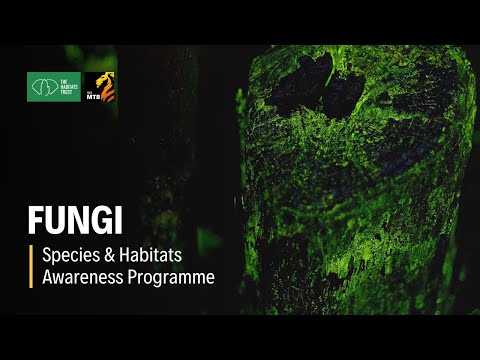 The Secret Life of Indian Fungi: Nature's Unsung Heroes | THT Films