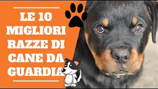 LE 10 MIGLIORI RAZZE DI CANE DA GUARDIA! 🐶