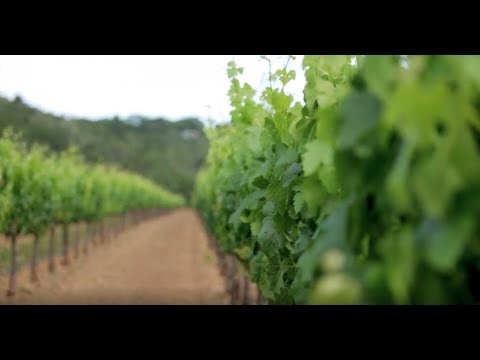 Explore California Wine Country| Sotheby's International Realty