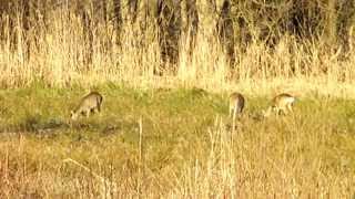 preview picture of video 'Jezioro Przybiernowskie i okolice, Styczeń 2011'