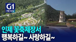 [G1뉴스]인제에서 꽃길만 걷자..가을꽃 축제 시작