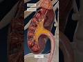 Kidneys Work Explained In 3D The Formation Of Urine