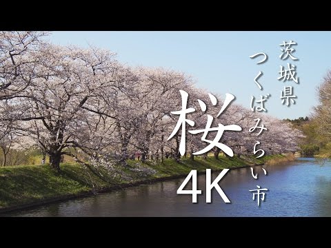 【絶景茨城】桜［4K］茨城県つくばみらい市｜VISIT IBARAKI, JAPAN