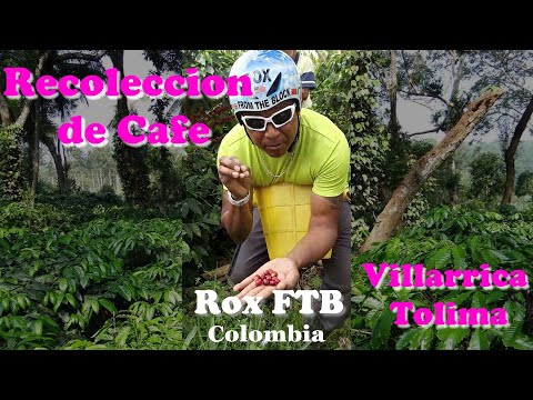 Rox FTB - Helping people in Colombia - Recoleccion de Cafe