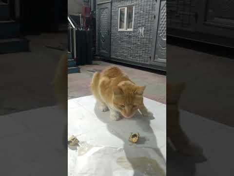 silent 😶 love 😘 love qais white cat 🐈😺