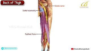 Posterior Compartment of the Thigh Cadaveric Anatomy 🦴 Hamstrings, Arteries & Nerves | USMLE Step 1