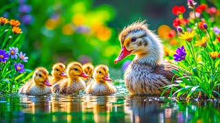 Discover the Secret World of Wild Birds & Adorable Baby Animals in a Spring Paradise