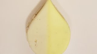 &quot;Minamisoma&quot; Shower Oil: LUSH Reviews #354