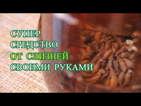Как избавиться от слизней быстро и эффективно! Ловушка своими руками