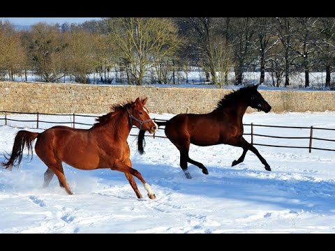 Dreijährige Stuten in Hämelschenburg