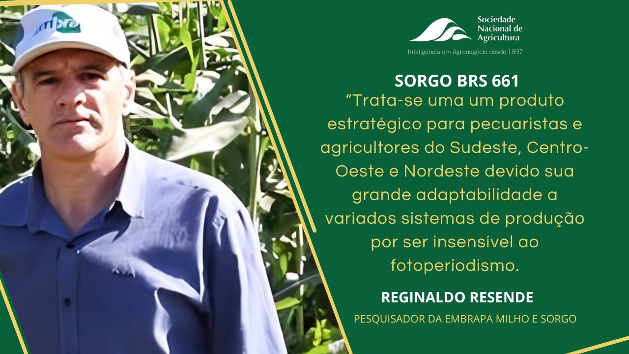 Sorgo BRS 661 tem grande adaptabilidade e grande capacidade de rebrota