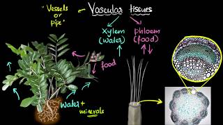 Intro to vascular tissues (xylem & phloem) | Life processes | Biology | Khan Academy