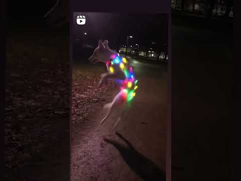 Dog dance #shorts #dog #dogs #dog dancing #fany #fan video #vihan3393