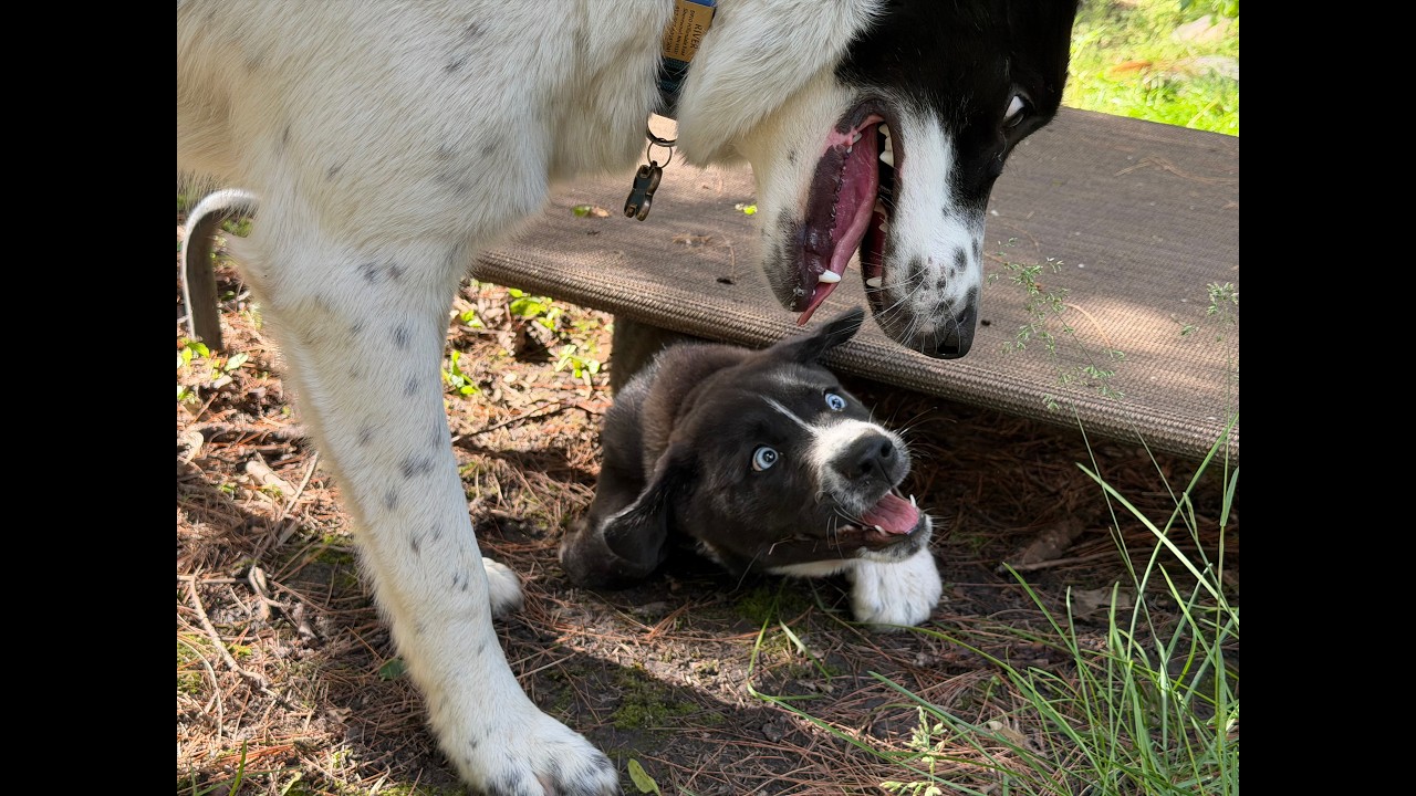 Enlarge Sleet - adopted, an adopted mixed breed in Minneapolis, MN video 4/6