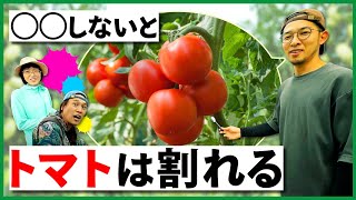 【図解】トマトはどのように育つのか？【家庭菜園の仕立て方法】