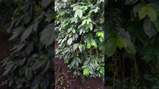 preview picture of video 'Perawatan tanaman kopi arabika gayo'