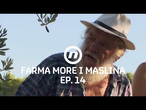 Navodnjavanje maslina - Epizoda 14 | Farma More i Maslina