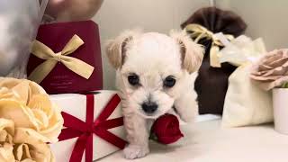 ハーフ犬の動画01