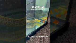 FRESHWATER TIGER MORAY EEL ATTACK