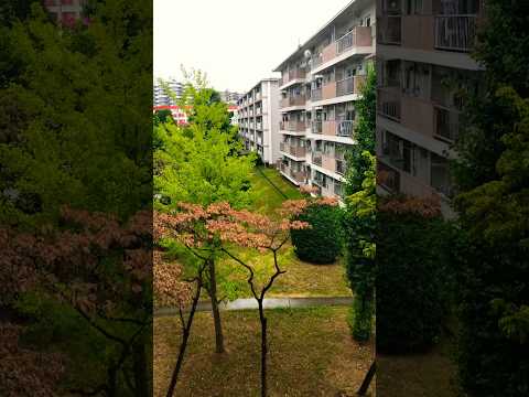 🇯🇵 #japan #japanvlog #nature #shorts