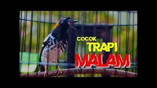 Download lagu Terapi Anis Kembang Malam hari🔥cocok untuk Pancingan Anis Kembang Macet Bunyi Cepat Gacor🔥💥 mp3 Download lagu Terapi Anis Kembang Malam hari🔥cocok untuk Pancingan Anis Kembang Macet Bunyi Cepat Gacor🔥💥 mp3