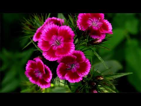 Opwekking 115 Heilig, heilig, heilig 1B