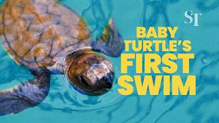 Protecting hawksbill sea turtle eggs: How Singapore hatches hundreds of turtle babies annually