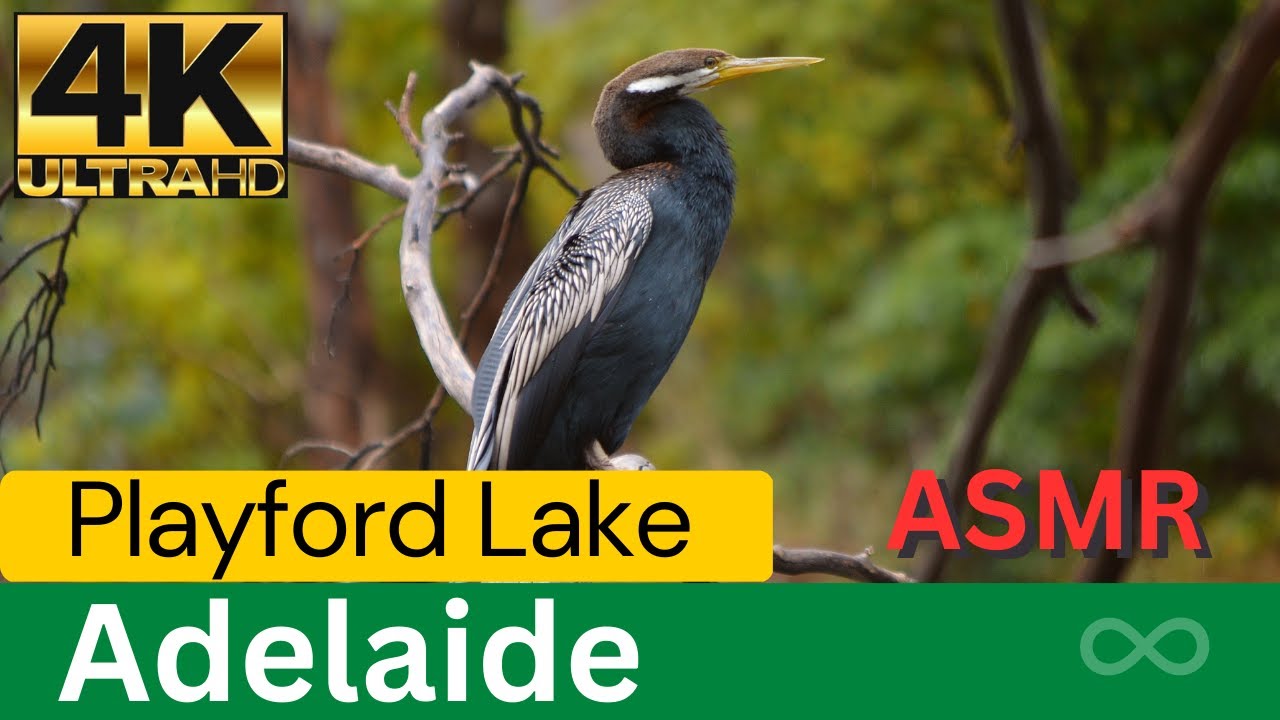 Embark on a walking tour at Belair National Park.