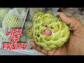 Life Of Fruits Roast Thethar Puns Comedy Crazy Malik Wala Video