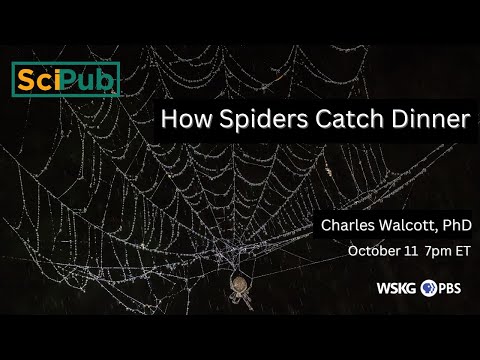 How Spiders Catch Dinner | Science Pub