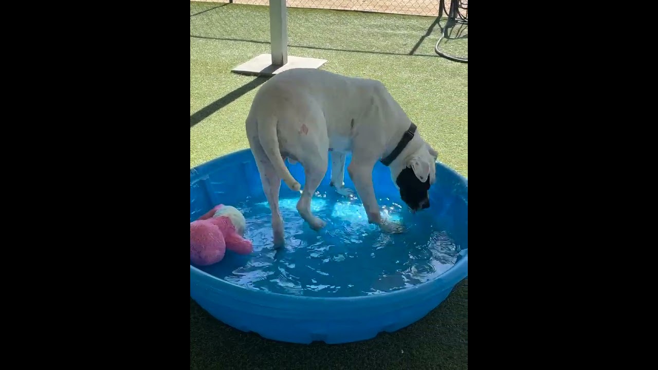 Enlarge Ziggy, a Adoptable mixed breed in Riverside, CA video 6/6