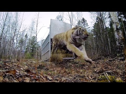 GoPro: Siberian Tiger Release – A Rare Sight