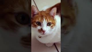 Download lagu Kucing lucu Mehong... mp3