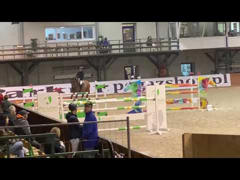 FOR SALE ‼️ 9 yo gelding by Balou du Route lvl 140