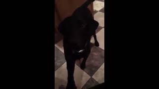 Scout Catches A Low and Retrieves Meter