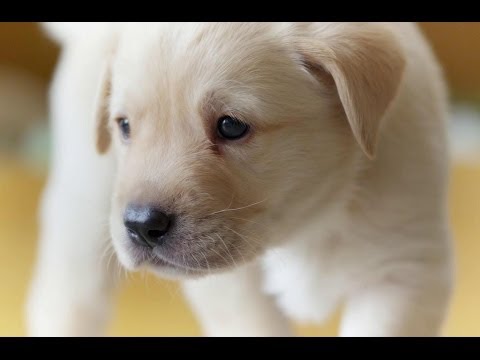 Cute Puppy opens its eyes for the first time