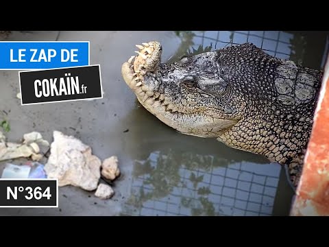 Le Zap de Cokaïn.fr n°364