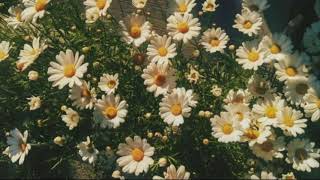 Birdy // Ghost In The Wind