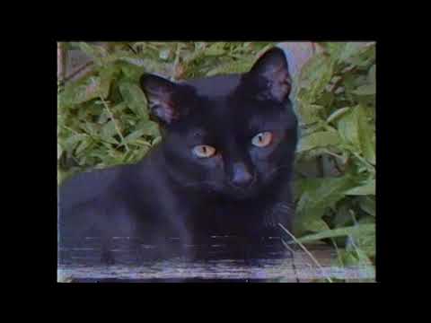 TAL VEZ - CABA X CHESSTA X TRIPPY (PROD. Jowa Beatz)