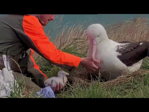 Royal Albatross~⚖️ &🩺 This morning the chick weighs 420 g~10:21 AM 2026/01/27