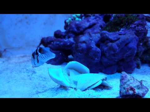 Valentini puffer eating a clam