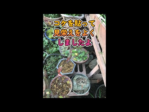 園芸 庭の苔を手なずける