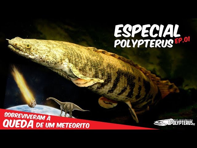Video Pronunciation of Polypterus in English Video Pronunciation of Polypterus in English
