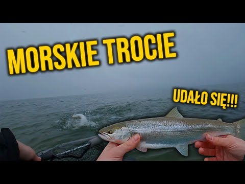 BALTIC SEA FISHING FROM SHORE!!! | SEA TROUT | #vlog68
