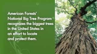 preview picture of video 'Winners of the National Big Tree Program at American Forests'