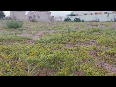 الارض الخضراء/ SAMI F / The Green LAND